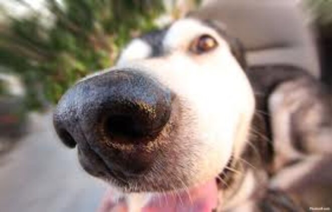 La politique est-elle une affaire de nez ?